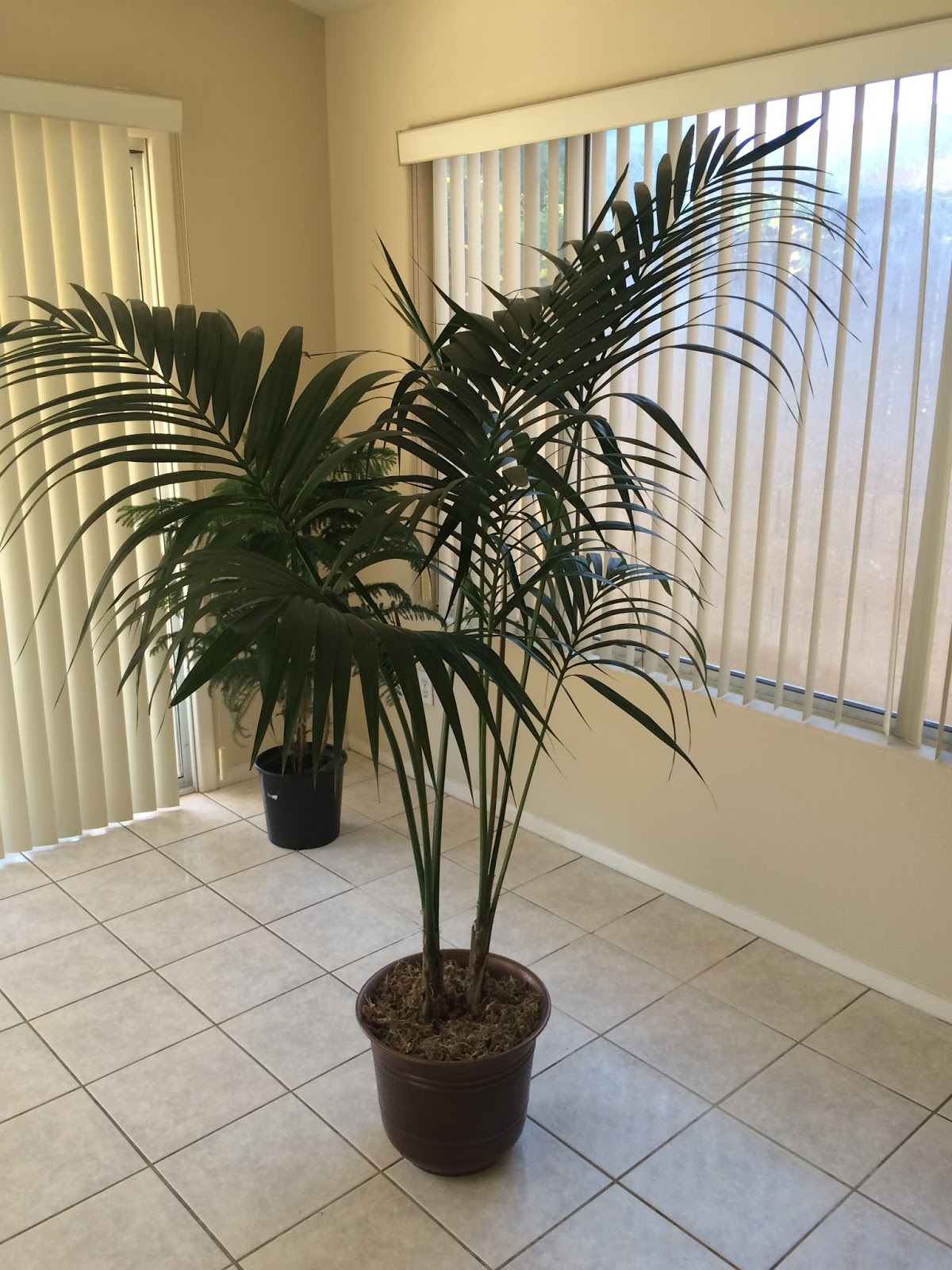 KentiaPalmMan Great indoor plants for an Arizona Home.