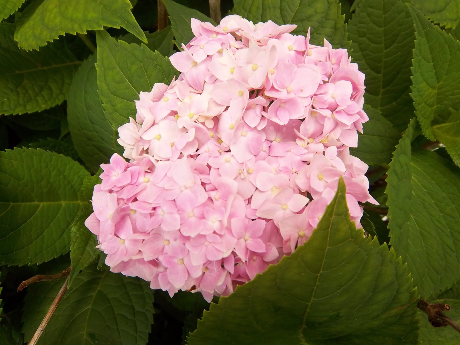 A Sentimental Life: Color Wheel of my Hydrangea