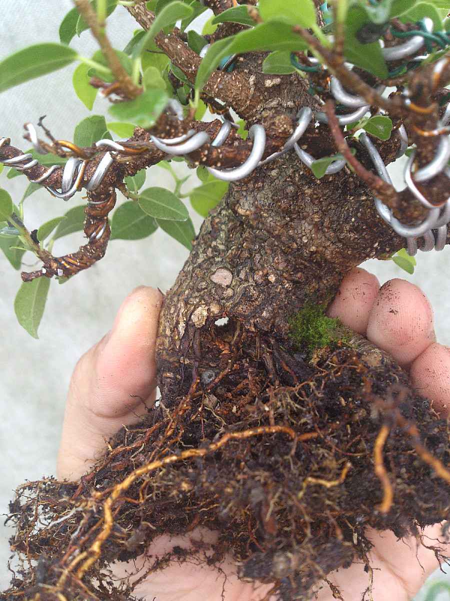 Корни фикуса бенджамина. Корни фикуса сгнили. Корни фикуса сгнили. Здоровые корни фикуса. Фикус бенджамина корень бонсай.