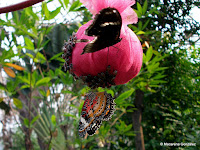 JARDÍN DE MARIPOSAS, BANGKOK. TAILANDIA 