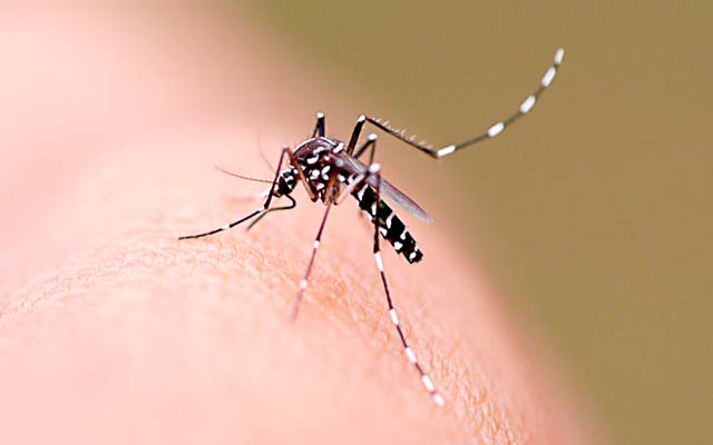 Mulher é transferida de Jacobina para Salvador com suspeita de dengue hemorrágica