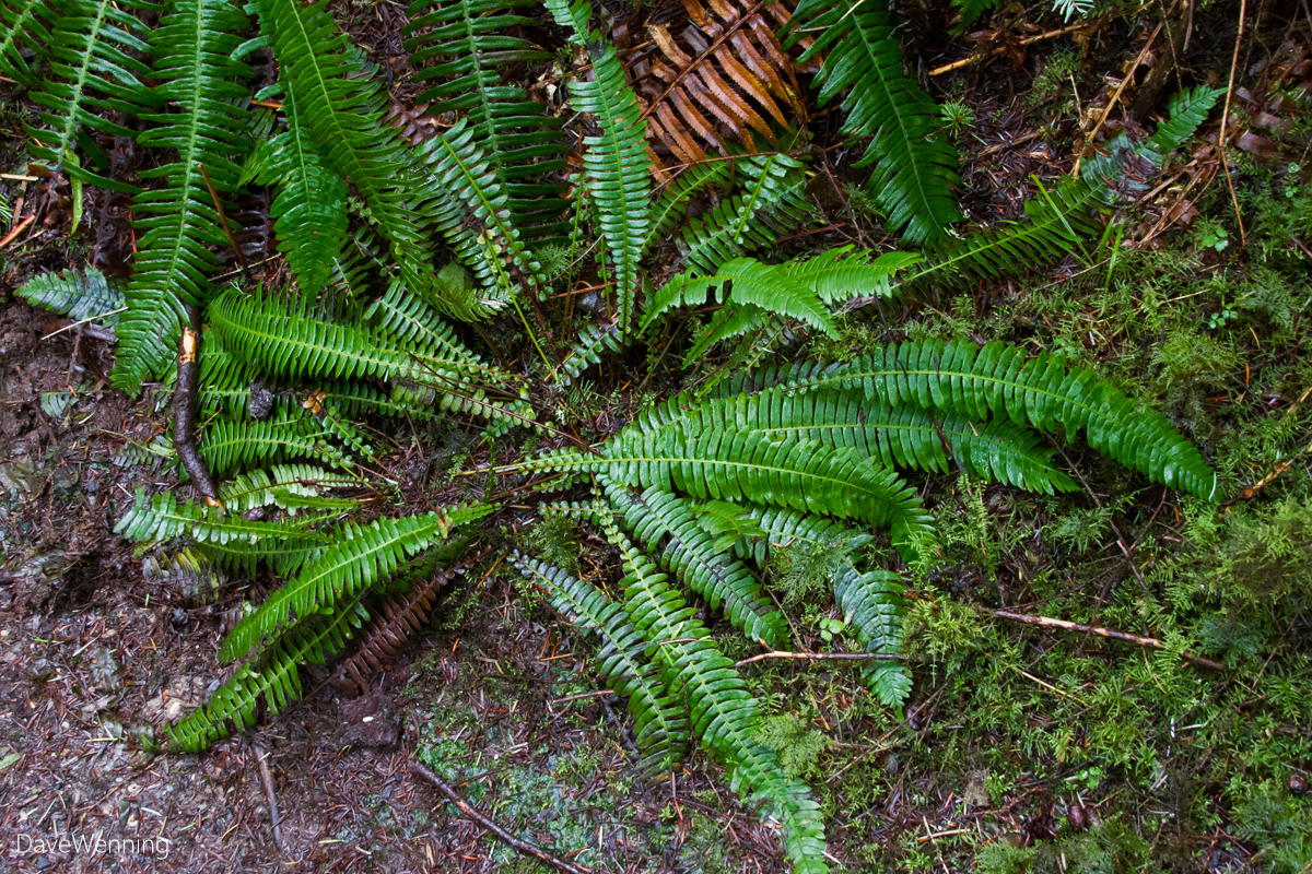 Fern Gully: Exploring a Forest Ecosystem