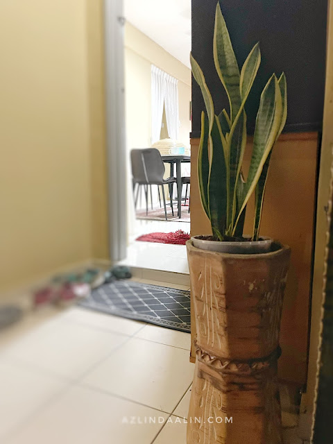 SAMBUT HARI MERDEKA KE 64 TAHUN DI NURSERI BELI POKOK GANTUNG INDOOR PEPEROMIA SCANDENS CUPID SAMBUT HARI MERDEKA KE 64 TAHUN DI NURSERI BELI POKOK GANTUNG INDOOR PEPEROMIA SCANDENS CUPID