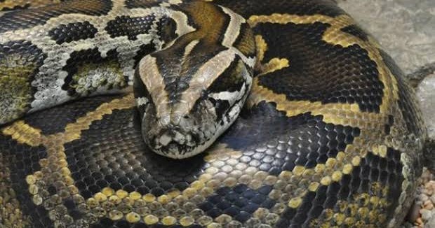 Mimpi Ular Besar Di Sawah Di jelaskan di dalam buku primbon jawa, ada