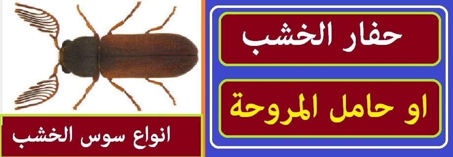 انواع سوس الخشب بالصور وشكل سوس الخشب