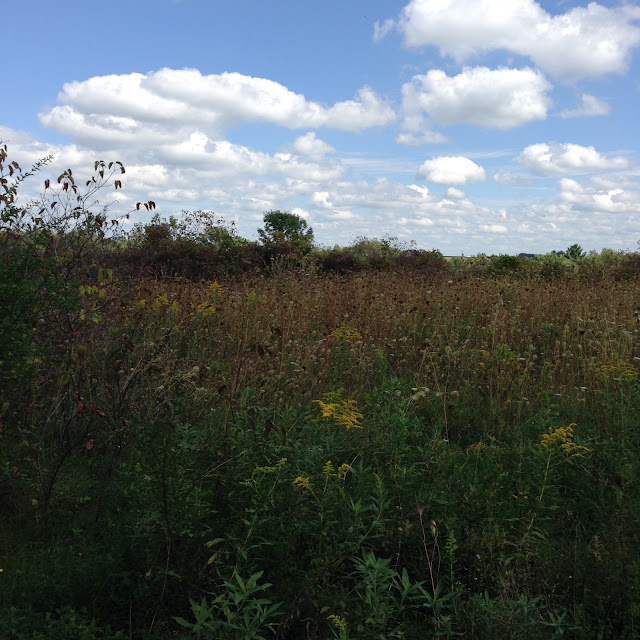 wildflowers, meadow, late summer, autumn, Anne Butera, My Giant Strawberry