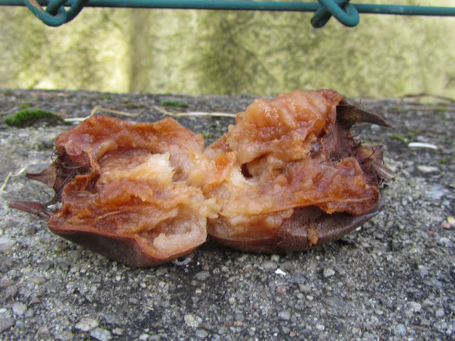 Frutto Nespolo Comune aperto