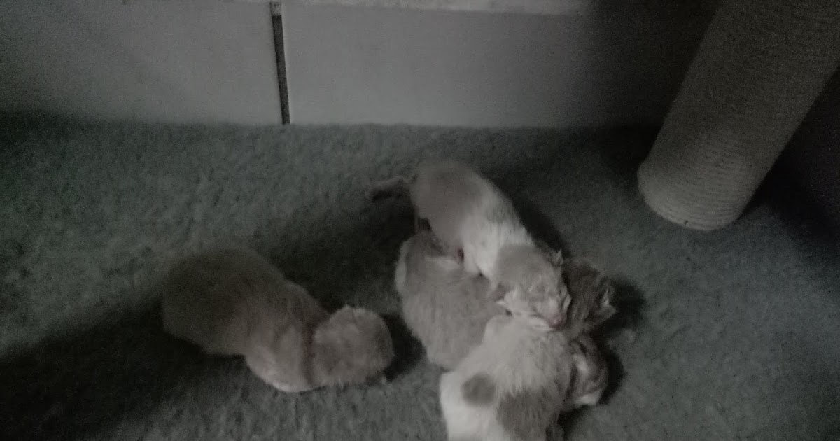 Guides to raising cat How to raise kitten from Day 1 Age