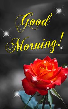 good morning rose images