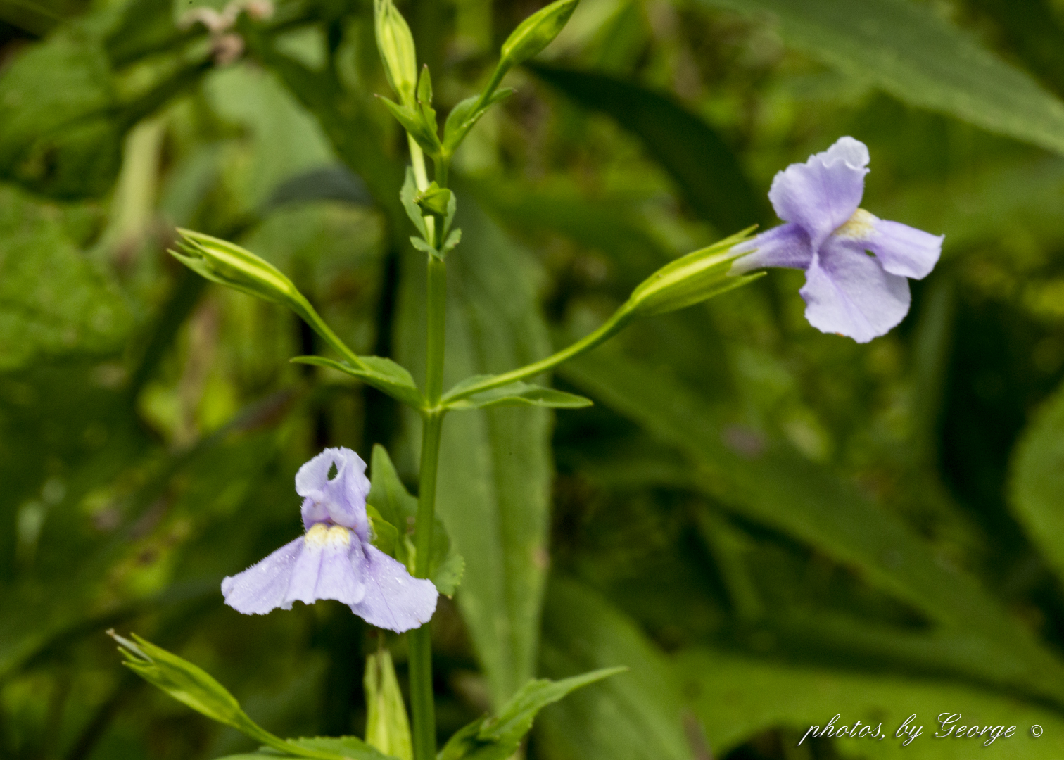 Plant with square stem