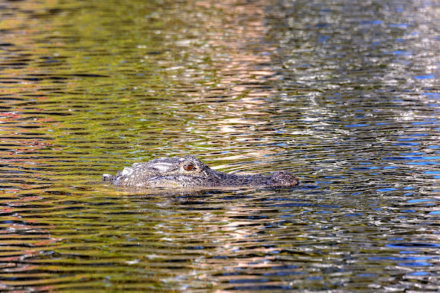 Bubba's Garage: Visiting Port of the Islands for Manatees