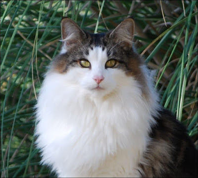 Norwegian Forest Cat breed