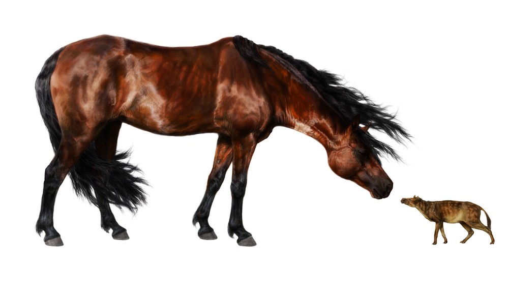 29 Makna Mimpi Naik Kuda Menurut Islam Dan Primbon