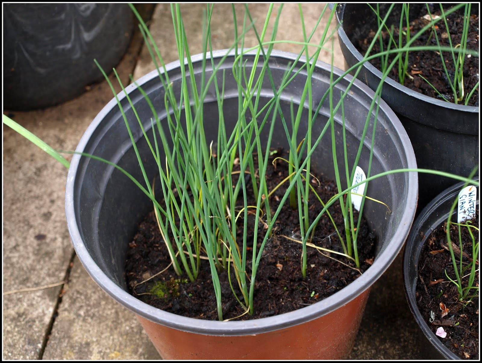 Mark's Veg Plot Repotting Leeks
