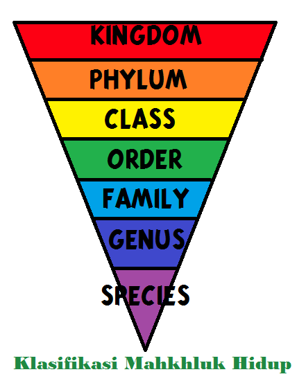 Jawaban Buku Ipa Kelas 7 Uji Kompetensi Hal 91 Bab 2 Klasifikasi Makhluk Hidup Pentium Sintesi