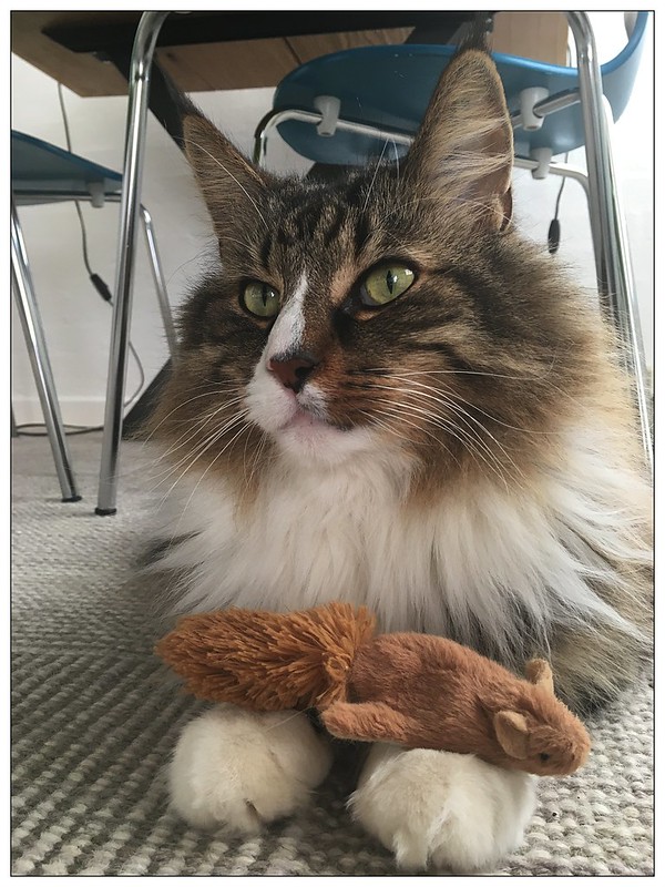 "Nervous as a longtailed cat in a room full of rocking chairs" nghĩa là gì?