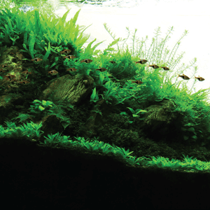 Cara Merawat Aquarium Dan Aquascape Komoditas Kelapa Sawit