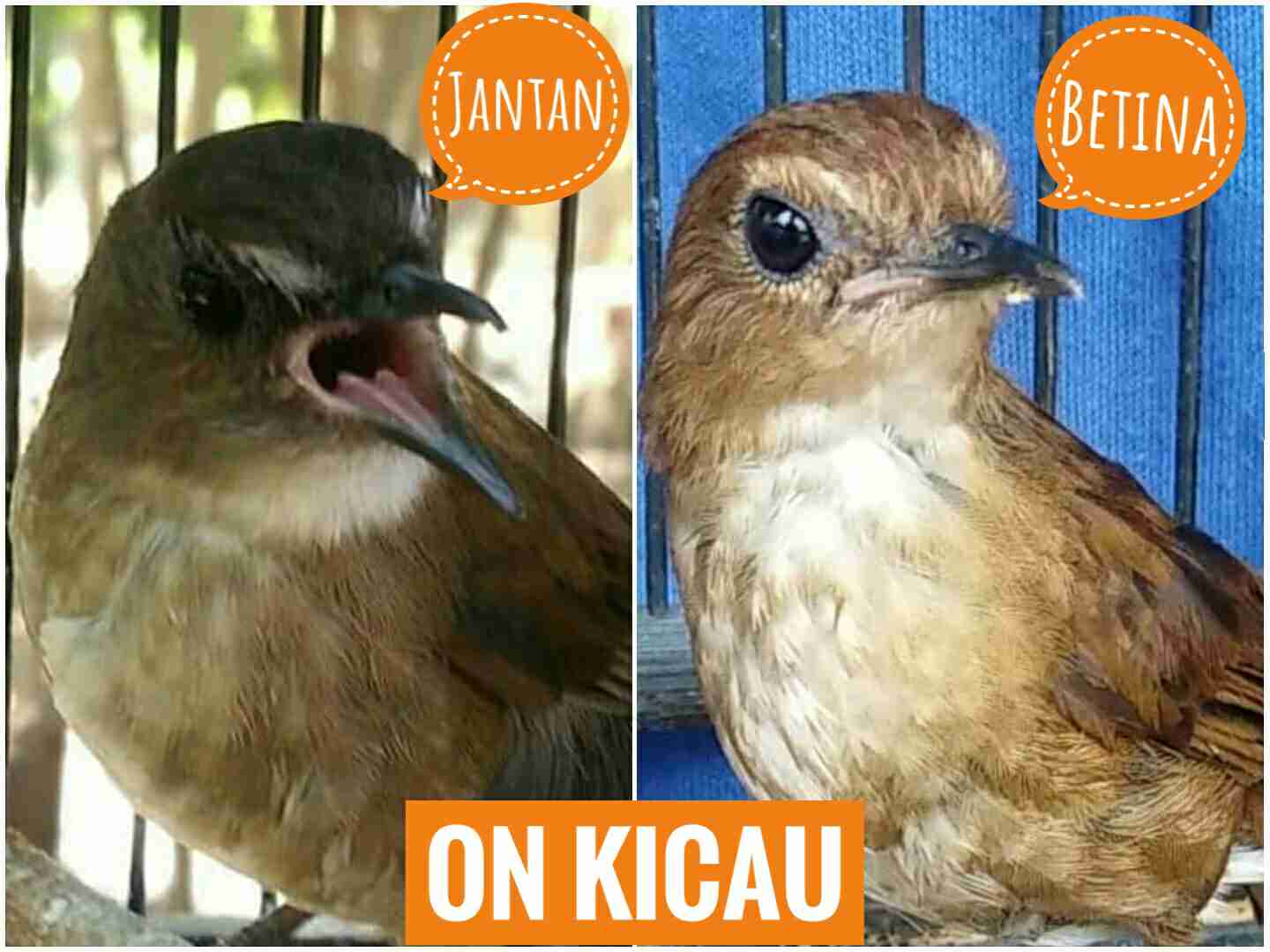 Ciri Ciri Perbedaan Burung Jongkangan Jantan Dan Betina Yang Akurat On Kicau