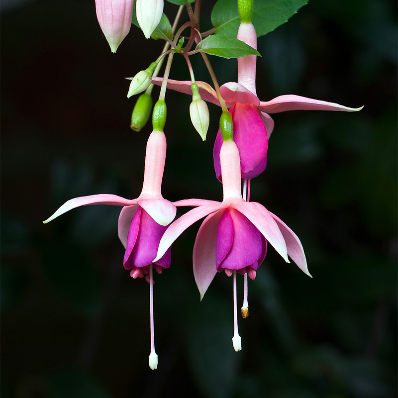 Küpe çiçeği nedir? Küpeçiçeğigiller Laf Sözlük