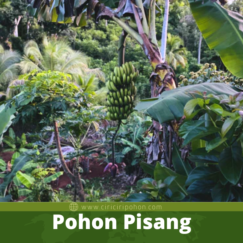 Pohon Pisang