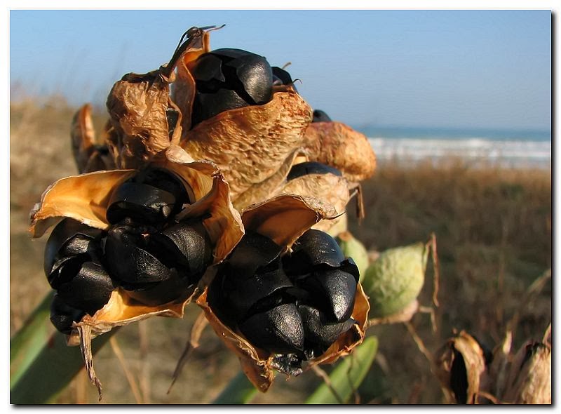 HOW TO GROW THE SEA DAFFODIL The Garden of Eaden