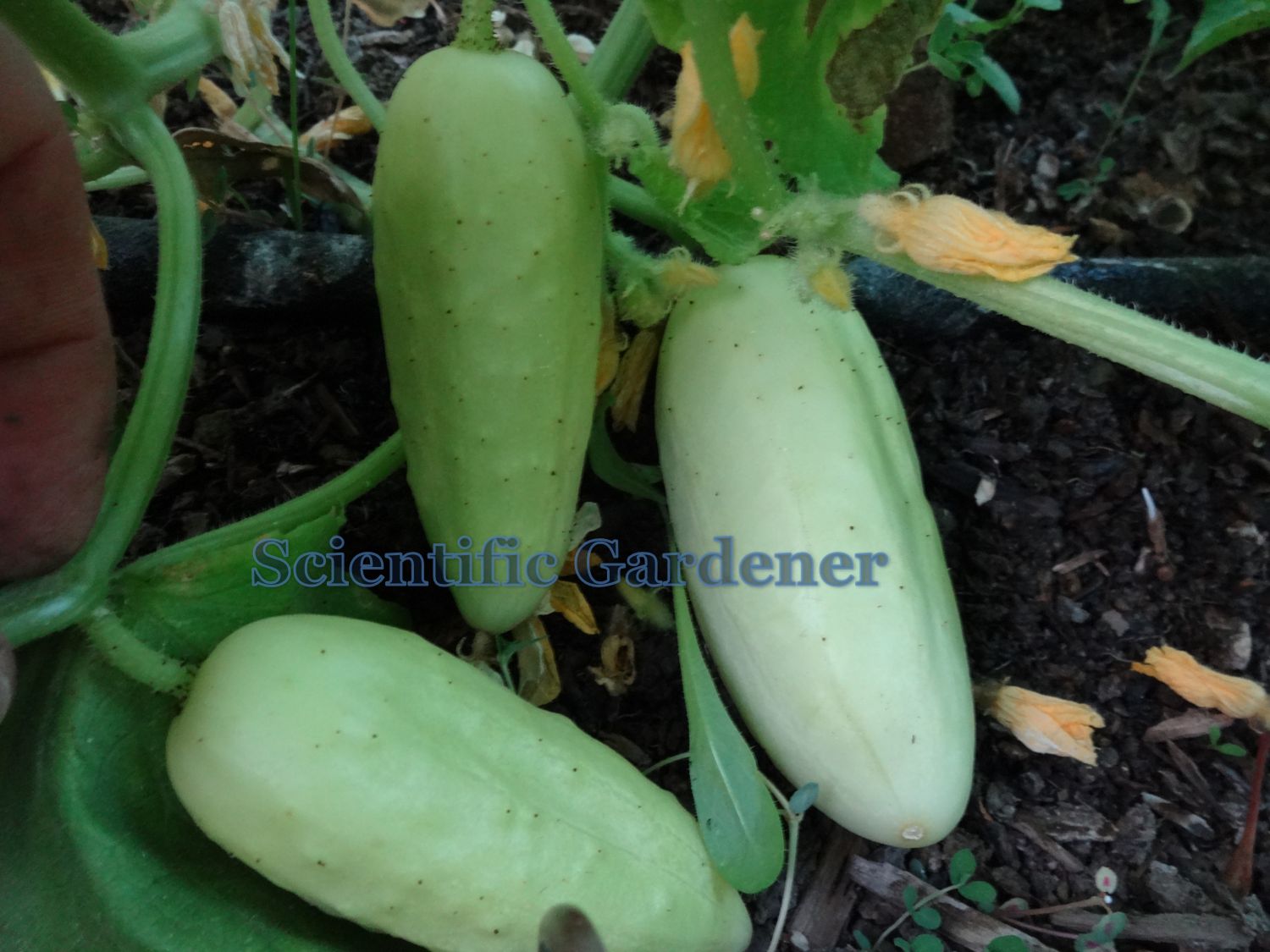 The Scientific Gardener Salt and Pepper Cucumber