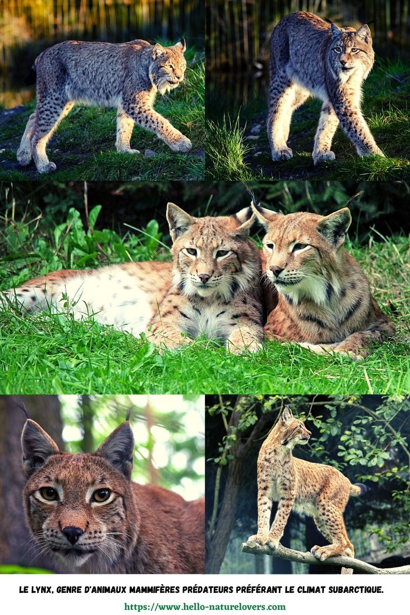 Le lynx genre animaux mammifères prédateurs préférant le climat subarctique