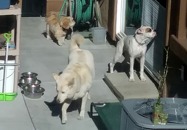 A White Shepherd, Lhasa Apso and American Bulldog milling about in my neighbor's backyard...on April 30, 2021. A White Shepherd, Lhasa Apso and American Bulldog milling about in my neighbor's backyard...on April 30, 2021.