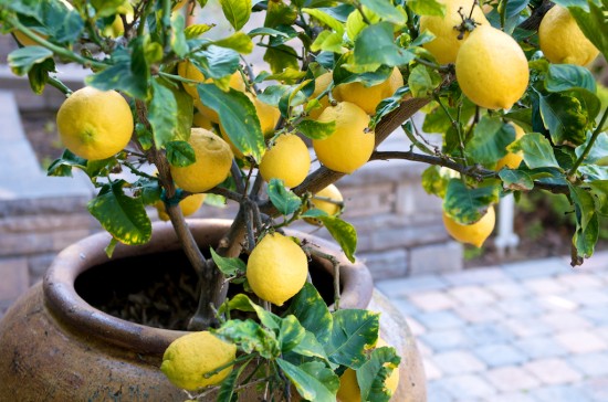Cultivar un limonero en maceta