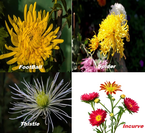 Cultivation of Chrysanthemum in India ; A Complete Information Guide Cultivation of Chrysanthemum in India ; A Complete Information Guide