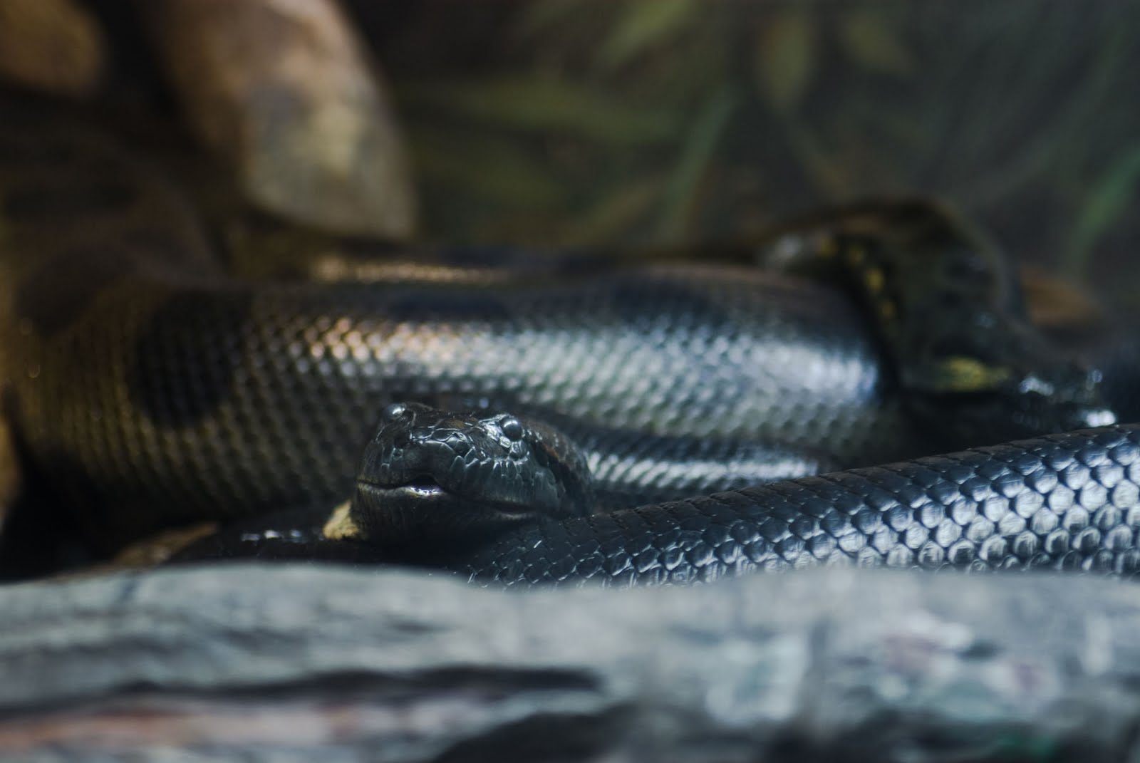 ALL-IN-ONE WALLPAPERS: Anaconda Snake Rare Wallpapers