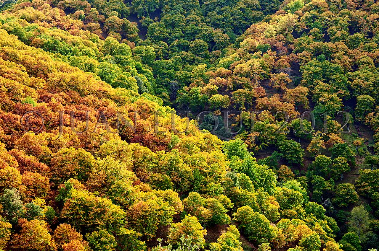 Juan Luque. Fotografía de Naturaleza. Valle del Genal. Bosques de