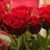 Hidden Meaning Behind Each Flower Color You Should Not Miss