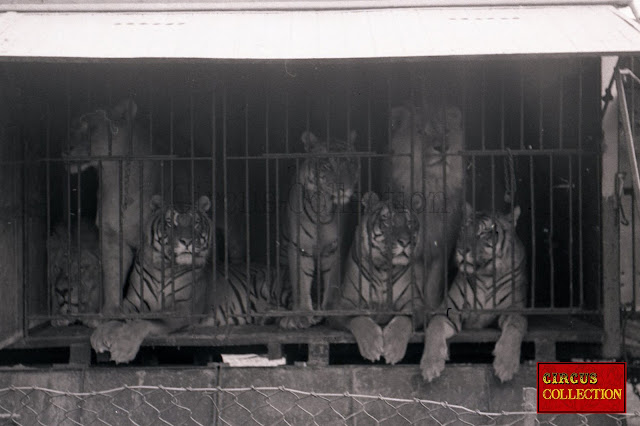 lions et tigres dans leurs cage 