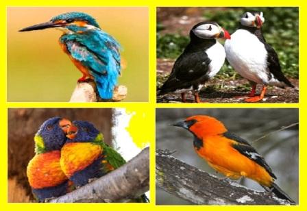 Birds Stories In Telugu | Birds Telugu Stories With Moral | పక్షుల నైతిక కథలు