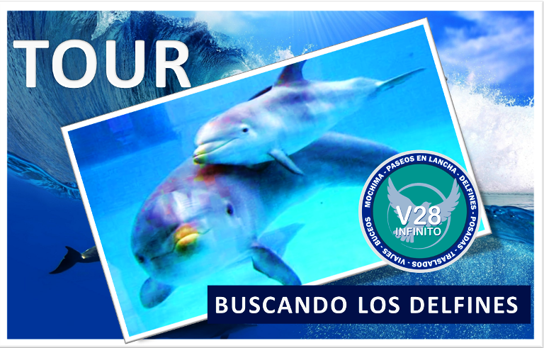 Tour Buscando los delfines