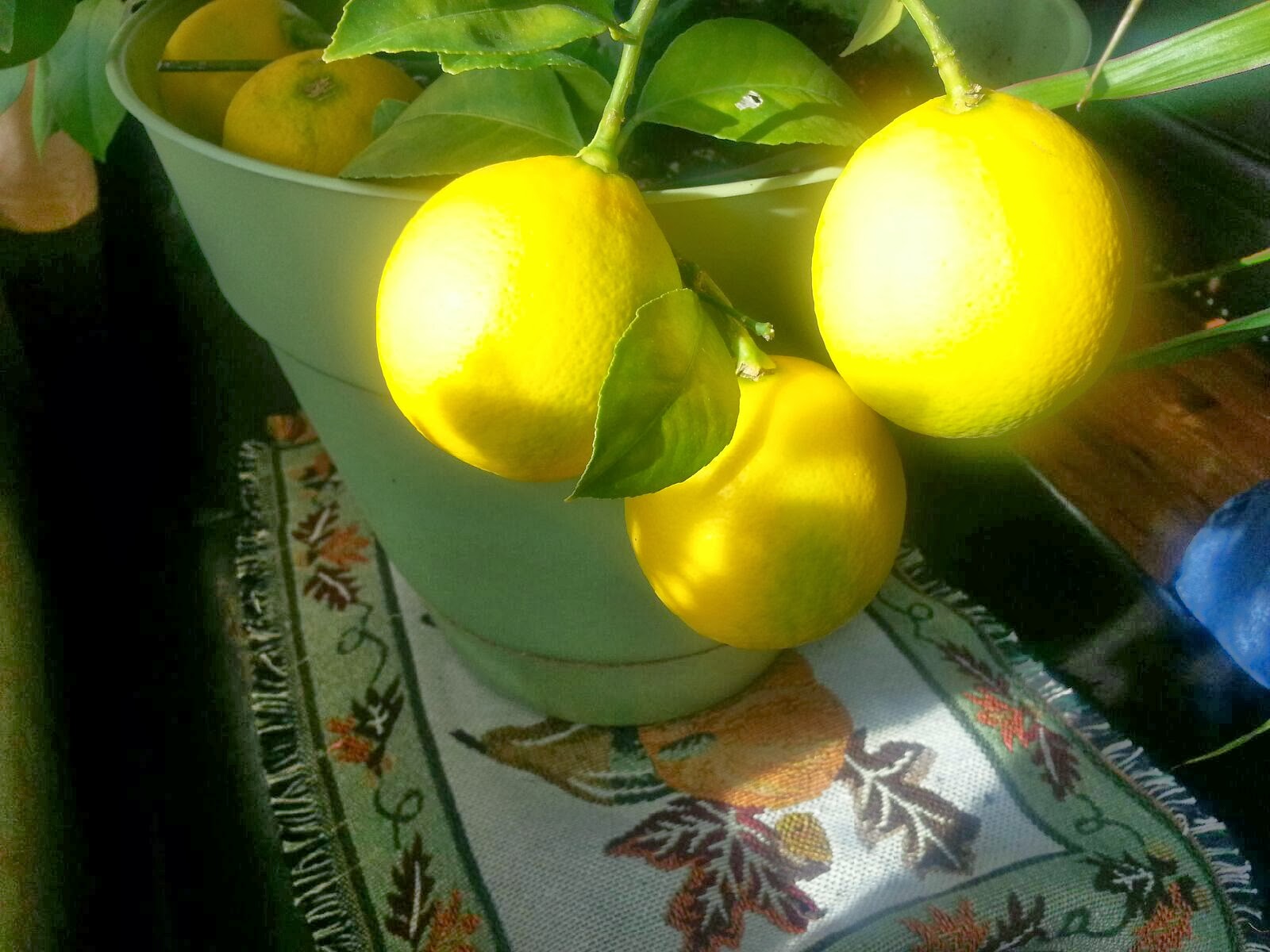 Meyer Lemon Plant