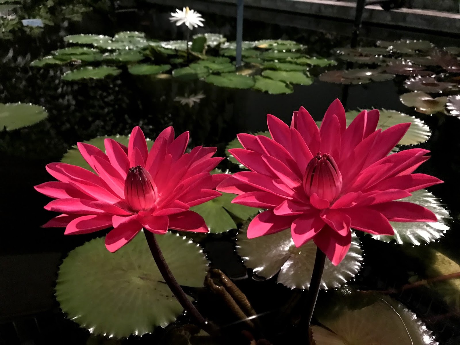 広島市植物公園ブログ 9月8日の開花予想 夜間開園