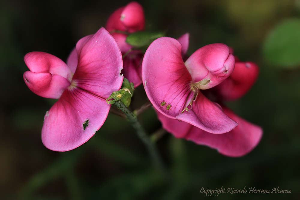 FLORES Y PLANTAS