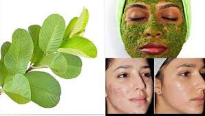 பெண்களுக்கு அழகை தரும் கொய்யா இலை - Guava Leaf Face pack
