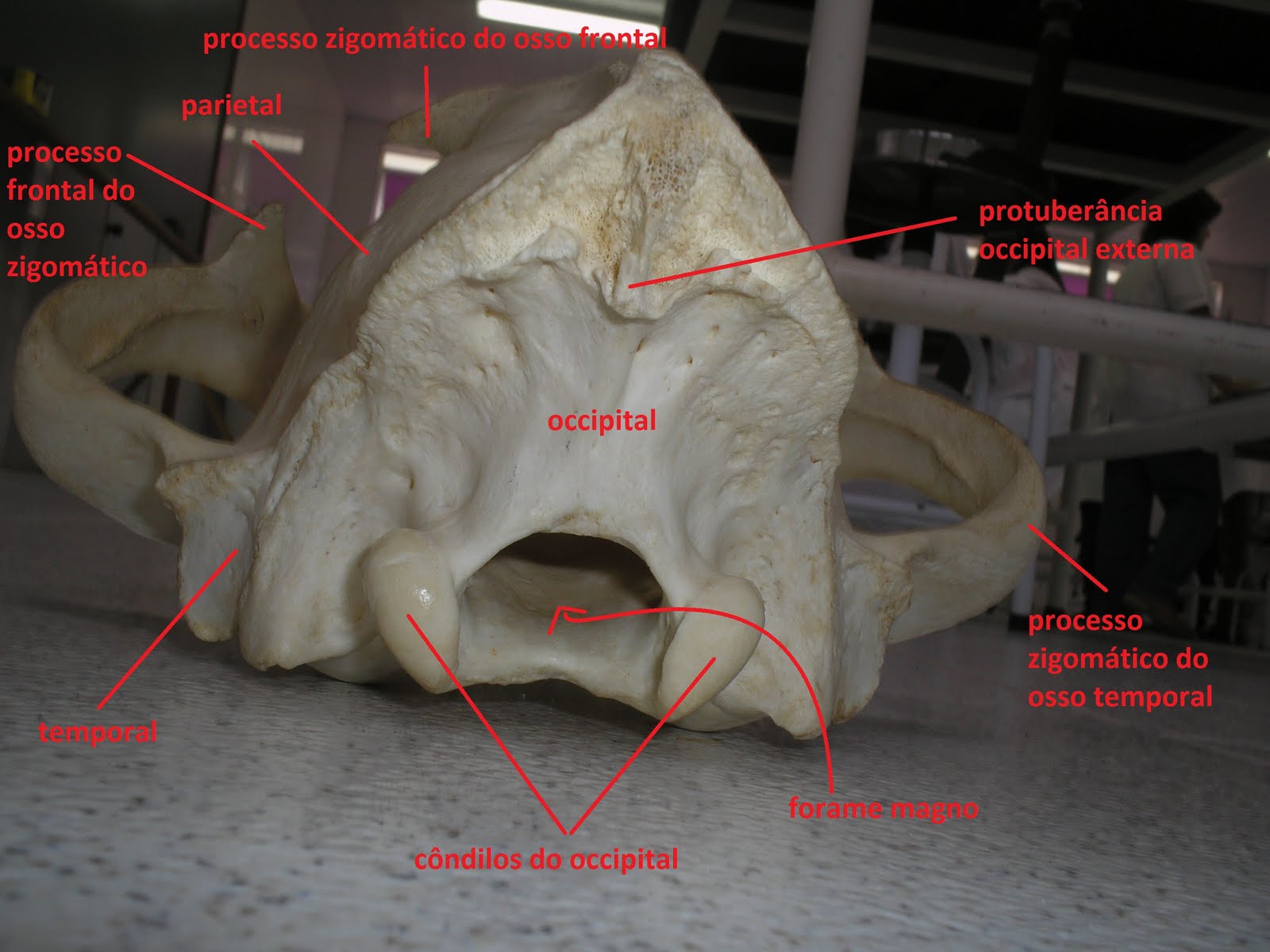 SOS Medicina Veterinária: Anatomia II - Cranio - Ruminante, suino ...