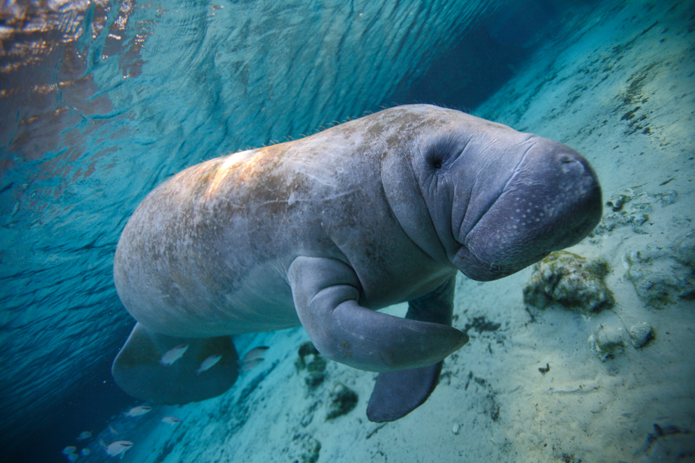 Why did sea cows go extinct? Steller's sea cow, Dugong & Manatees