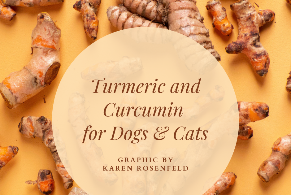 Turmeric and Curcumin, A Spice With Many Health Benefits for Your Dog