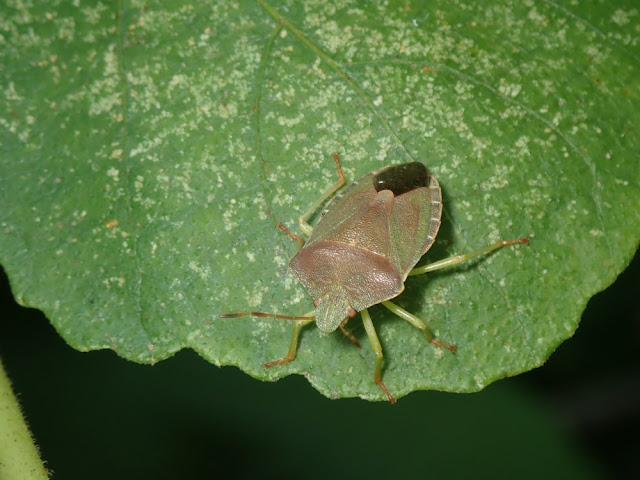 Palomena prasina Palomena prasina