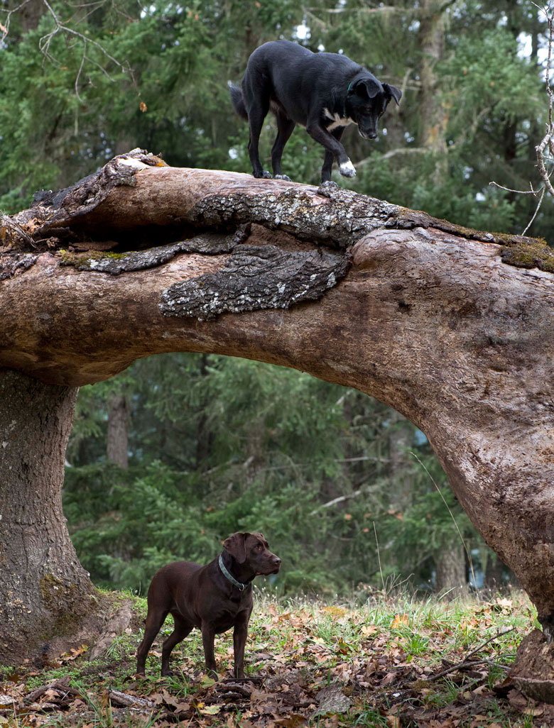 Robin Loznak Photography Tree climbing dog