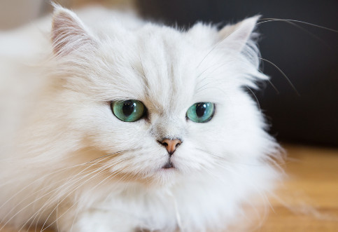 Tafsir Mimpi 88 Arti Mimpi Kucing Putih Besar Masuk Kamar Atau Rumah