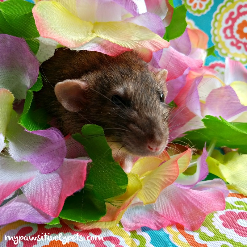 Gus and Jack's First Gotcha Day Party Pawsitively Pets