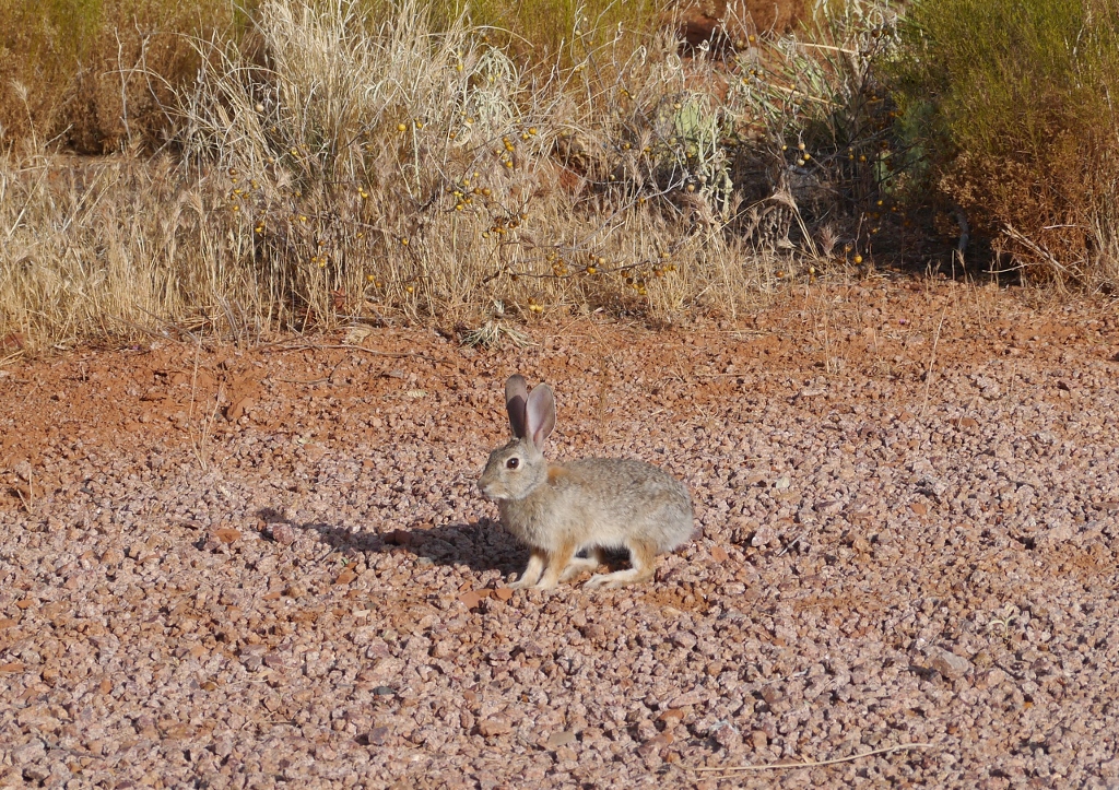Sugarloaf Road Sedona Arizona Rabbit