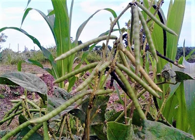 Contoh Gerak Higroskopis: Pecahnya Kulit Buah Kacang Hijau Contoh Gerak Higroskopis: Pecahnya Kulit Buah Kacang Hijau