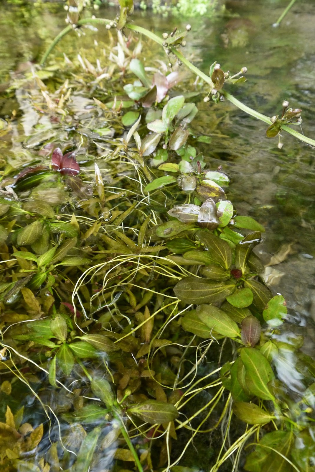 Aquatic plant supply from Indonesia "House of araceae" Aquatic plant